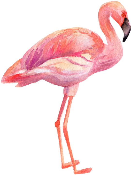 Pink Flamingo Watercolor Illustration