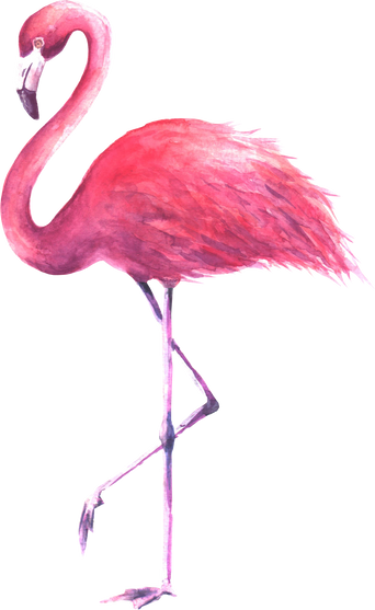 Pink Flamingo Watercolor Illustration 