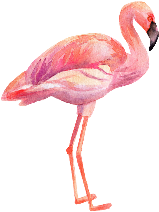 Pink Flamingo Watercolor Illustration