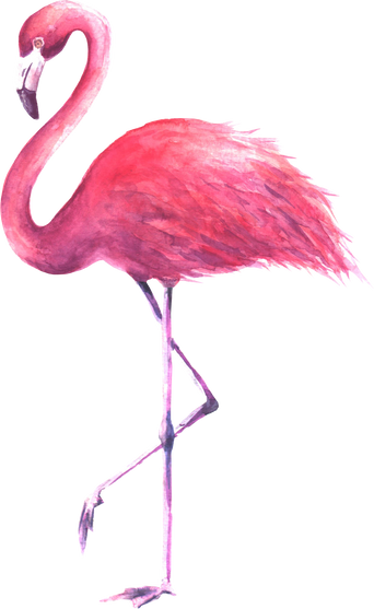Pink Flamingo Watercolor Illustration 